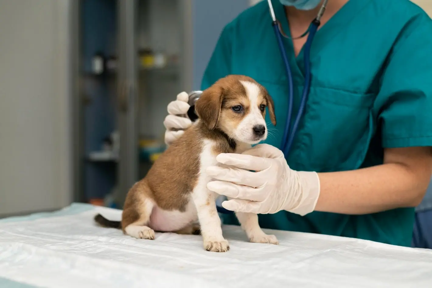Consultas — Mirai Centro Veterinário