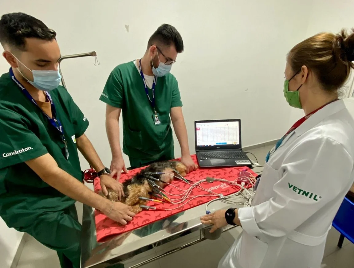 Eletrocardiograma — Mirai Centro Veterinário