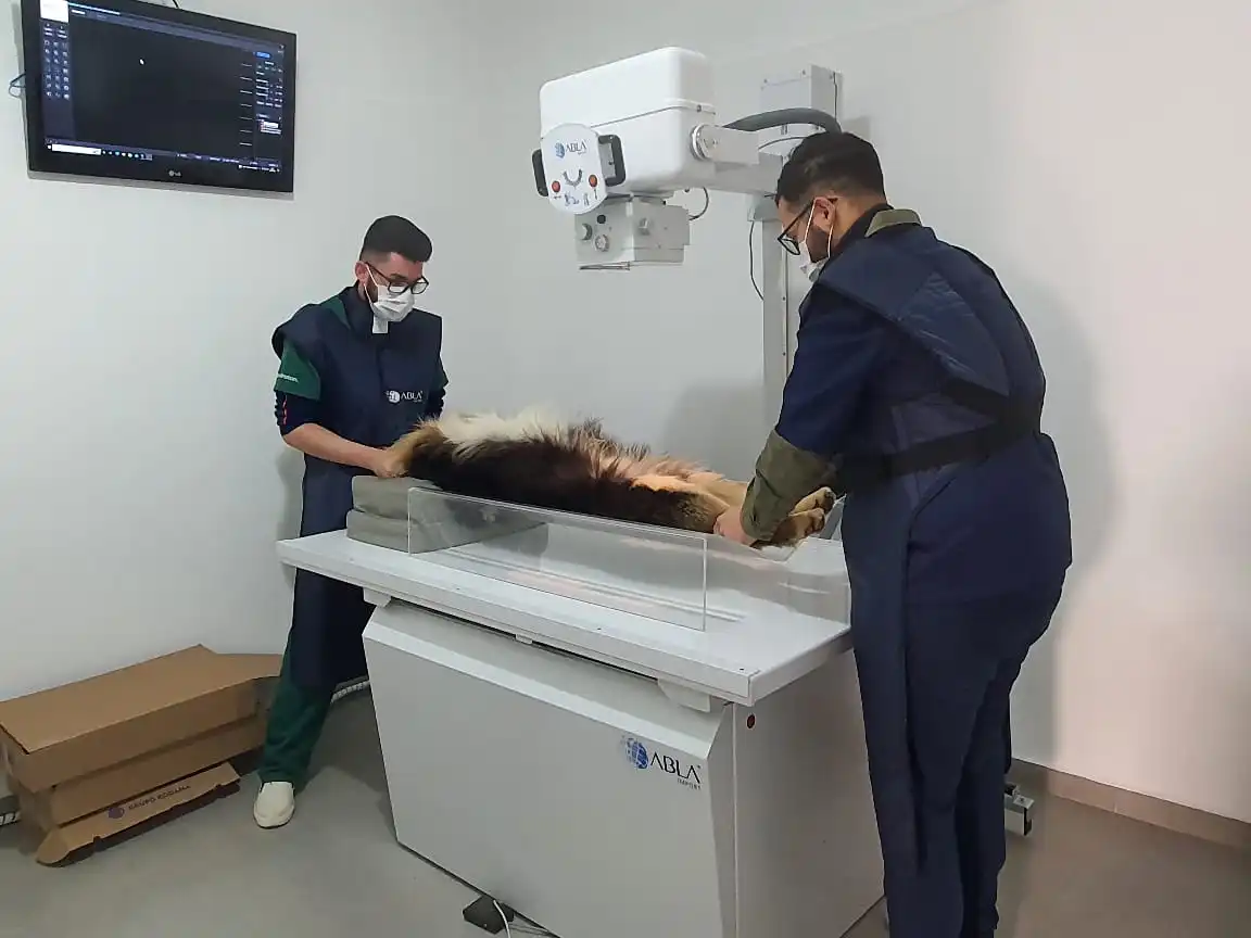 Raio-x — Mirai Centro Veterinário