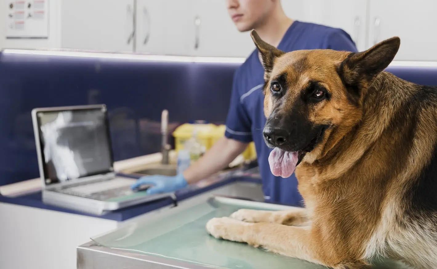 Mirai - Clinica Veterinária Vargem Grande Paulista