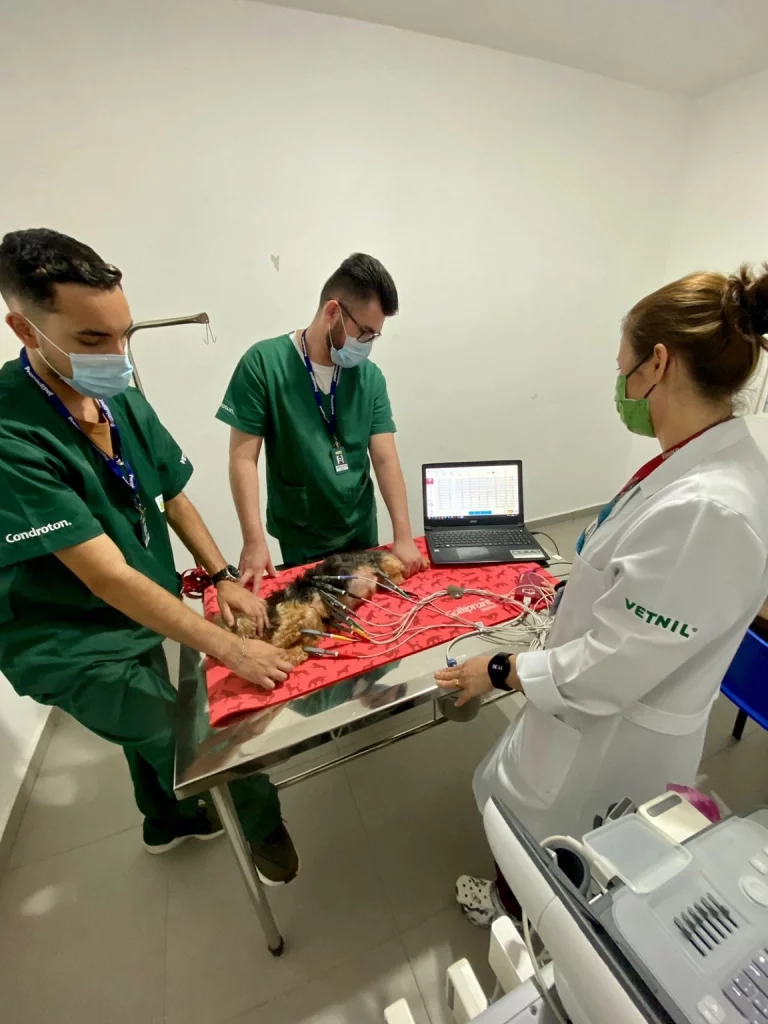 Eletrocardiograma Veterinário em Vargem Grande paulista